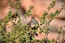 Taken recently at Red Rock Canyon near Las Vegas, Clark County, Nevada.