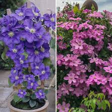 From tree huggers to container varieties, there is a clematis for every garden and flowers for almost every month of the year! 10 Days Return Yougarden Boulevard Clematis Collection Patio New Listing Www Eiacademy In