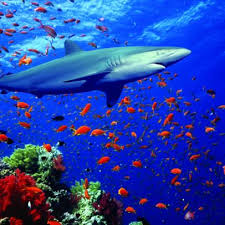 We did not find results for: Save The Sea Animals With Discovery And Oceana Nature And Wildlife Discovery