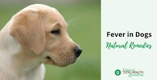 In many cases, cancer can be treated but better that we protect our dogs from getting cancers rather than cyanide occurs naturally in many foods such as strawberries, beans, nuts, fruit seeds, grasses and grains. Dog Fever Treatment At Home Natural Dog Fever Medicine
