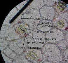 We did not find results for: Difusi Osmosis Dan Fotosintesis Momenanam