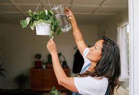 What are the signs of overwatered hydrangeas? 5 Signs You Re Overwatering Your Plants What To Do