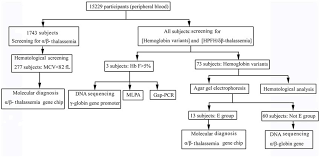 With thalassemias, mutations in one or more of the globin genes cause a reduction in the amount of the particular globin chain produced. Diagram For The Screening Of Hemoglobin Variants A B Thalassemia And Download Scientific Diagram