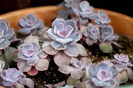 Check spelling or type a new query. 10 Purple Succulents For Growing Indoors Outdoors Trees Com