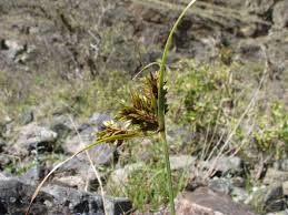 Image result for Cyperus deciduus