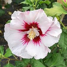Image result for Hibiscus aponeurus