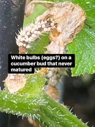 Image result for Mealybug cucumber