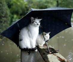 I Had Two Sister Cats That Would Sit Under Something In The Rain Together Cat Umbrella Cats Cats And Kittens