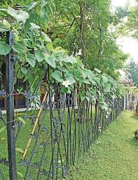 Segala jenis tanaman yang dapat digunakan sebagai dekorasi baik indoor atau outdoor room. Simak Tips Pilih Tanaman Yang Tepat Di Pagar Nomor 3 Penting Banget Semua Halaman Idea