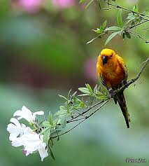 Bird Is The Word Gif Https Encrypted Tbn0 Gstatic Com Images Q Tbn 3aand9gcrjscaoq0orj5zwdjh7rn Zvxudbmrij4h27g Usqp Cau
