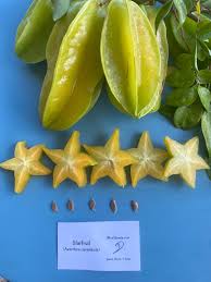 Image result for Averrhoa carambola