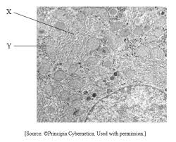 In the diagram, it is labeled as a and d respectively b and d respectively b and c respectively c and d respectively score = correct answers Ib Dp Biology 1 2 Ultrastructure Of Cells Question Bank Hl Paper 1