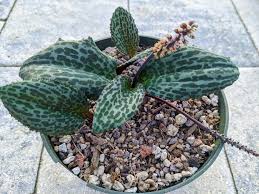 Image result for Drimiopsis barteri