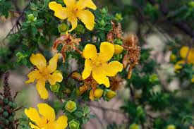 Image result for Hypericum revolutum