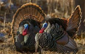 Wallpaper Bird Tail Turkey Turkeys Wild Turkey Images For Desktop Section Zhivotnye Download