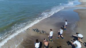 It is situated in a man made forest on the atlantic coast of the. Argentine Penguins Waddle Back To Sea After Rehab On Dry Land Reuters