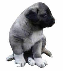 kangal kopekleri kopek kangal kopegi akbas