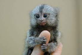 3 The Finger Monkey Is The Tiniest Living Primate In The World It S So Small That It Can Hold On To Your Finger Cute Baby Animals Finger Monkey Tiny Monkey