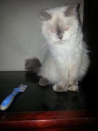 Ini adalah kucing liar yang berbeda dengan kucing ia memakan ikan dan hewan apa saja yang kecil dan bisa ditemukan di kawasan hutan bakau. Kucing Apa Pandai Menyanyi Jawapan Malayrudi