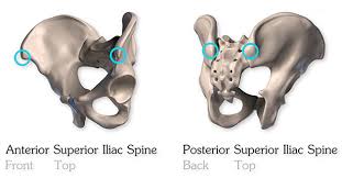 Top psis abbreviation meanings updated march 2021. Anatomy Of The Pelvis Proko
