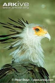 Bird With Big Feathers Secretary Bird Sagittarius Serpentarius Has Distinct Black Feathers Protruding From Behind Its Head Beautiful Birds Pet Birds Big Bird
