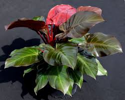 Philodendron Mccolley S Finale Plant Leaves Philodendron Indoor Plants