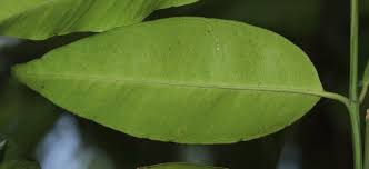 Image result for Hunteria congolana