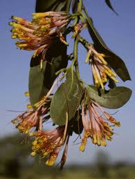Image result for Agelanthus zizyphifolius