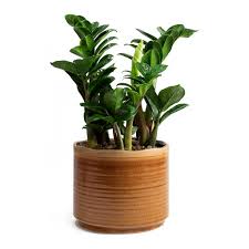 When choosing a new container for your zz, it's important to only move up one size. Zamioculcas Zamiifolia Zenzi Zz Plant Purify Your Air Hortology