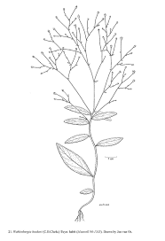 Image result for Wahlenbergia hookeri