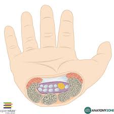 Carpal Tunnel Anatomyzone
