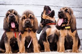 Belgrade city, republic of ser. Bloodhound Hunderasse Mit Bild Info Temperament Charakteristiken Und Fakten