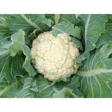Maybe you would like to learn more about one of these? Jual Termurah Benih Kembang Kol Putih Biji Bunga Bibit Tanaman Sayur Sayuran Refill Terlaris Di Lapak Majapahit Jatim Bukalapak