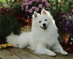 Pin On American Eskimo Spitz
