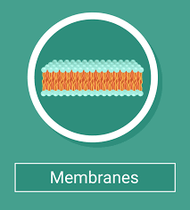 Biological Membranes: Membrane Dynamics On The Mcat – Medlife Mastery