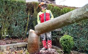 Auf dieser seite fängst du an, mit der axt einen keilförmigen klotz aus dem stamm zu schlagen. Baum Fallen Lassen Meister Meister Erklart Wie Das Geht