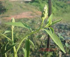 Image result for Sphenoclea zeylanica
