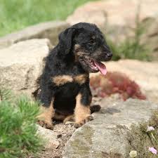 Image result for jagdteriér