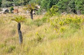 Image result for Cyathea dregei