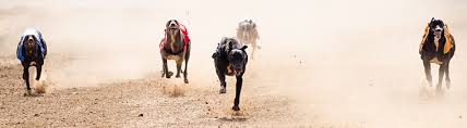 There is never a dull moment at the daytona beach racing & card club! Best Greyhound Betting Strategy How To Bet On Greyhound Races