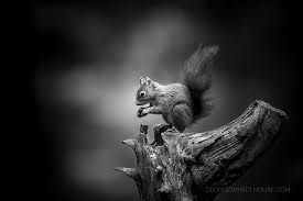 Black And White Squirrel Like Animal Red Squirrel Blackandwhitephotography Nature Squirrel Yorkshire In 2020 Animals Black And White Red Squirrel Black And White