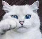 Coby The Cat (@cobythecat) • Instagram photos and videos