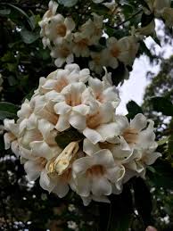 Image result for Rothmannia globosa