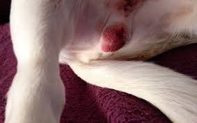 Image result for scrotum dog skin peeling