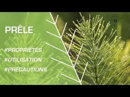 Comment Utiliser La Prele Phytotherapie Youtube Phytotherapie Romarin Prele