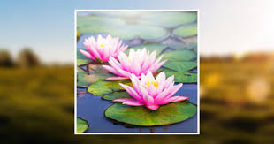 Kerry Lynn (Blaha) Krasovec Obituary