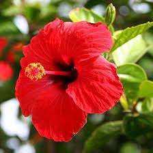 Top 25 Most Beautiful Hibiscus Flowers Hibiscus Rosa Sinensis Gudhal Flower Hibiscus