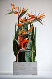 Bird Of Paradise Arrangement Ideas 41 Best Ideas Garden Tropical Ideas Bird Of Paradise Tropical Flower Arrangements Birds Of Paradise Flower Tropical Floral Arrangements