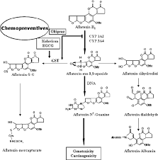 Major Mechanism Of Biotransformation Of Aflatoxin B 1 Afb 1 To Afb 1 Download Scientific Diagram