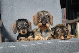 Image result for jezevčík hladkosrstý